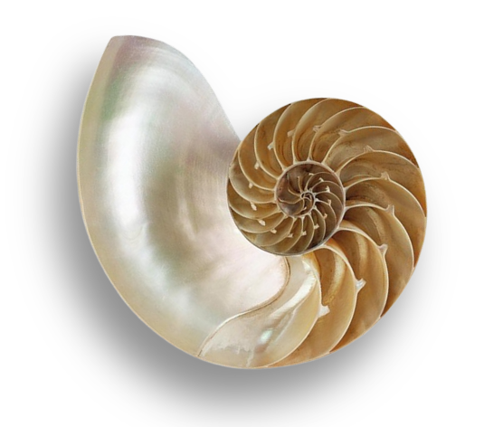 Nautilus